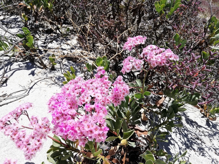 0 Bedroom Property for Sale in Brittania Beach Estate Western Cape